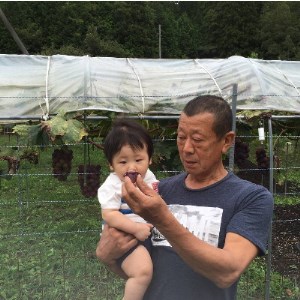 【先行予約】ぶどう ピオーネ 1房 約700g ぶどう
