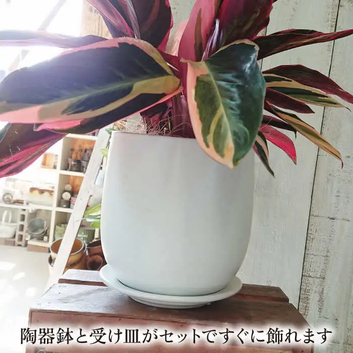 【お中元対象】緑、白、赤の色合いが絶妙！『 ストロマンテ ・ トリオスター 』 糸島市 / cocoha [AWB019] インテリア 観葉植物 おしゃれ