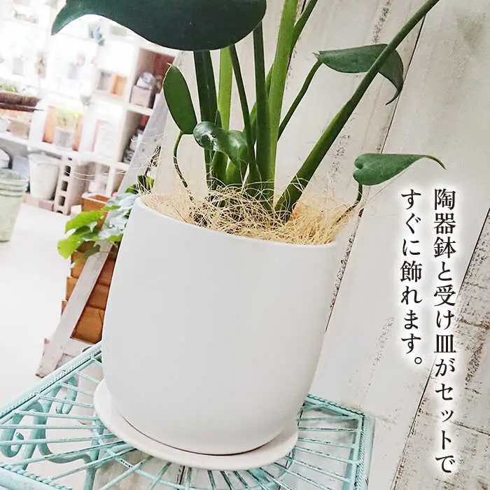【お中元対象】モンステラ  糸島市 / cocoha [AWB018] 観葉植物 グリーン インテリア 室内