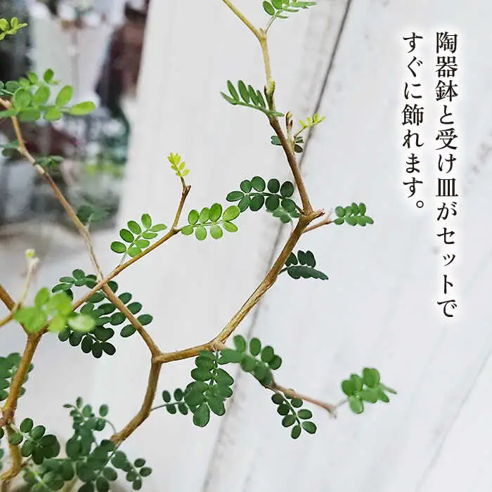 ソフォラ 糸島市 / cocoha [AWB014] 観葉植物 グリーン インテリア 室内