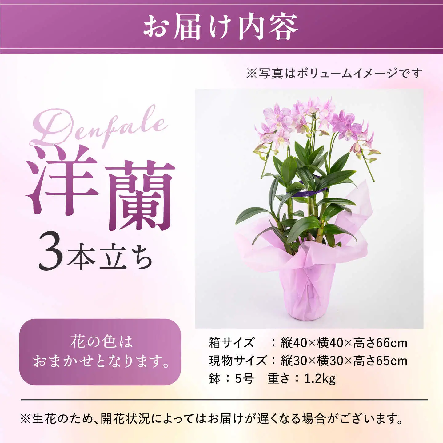 【お中元対象】【30セット 限定 】 デンファレ （ 洋蘭 ） 3本 立ち  《糸島》【和饗エコファーム株式会社】蘭 洋蘭 デンファレ 花 インテリア お祝い 贈り物 [AVI004]