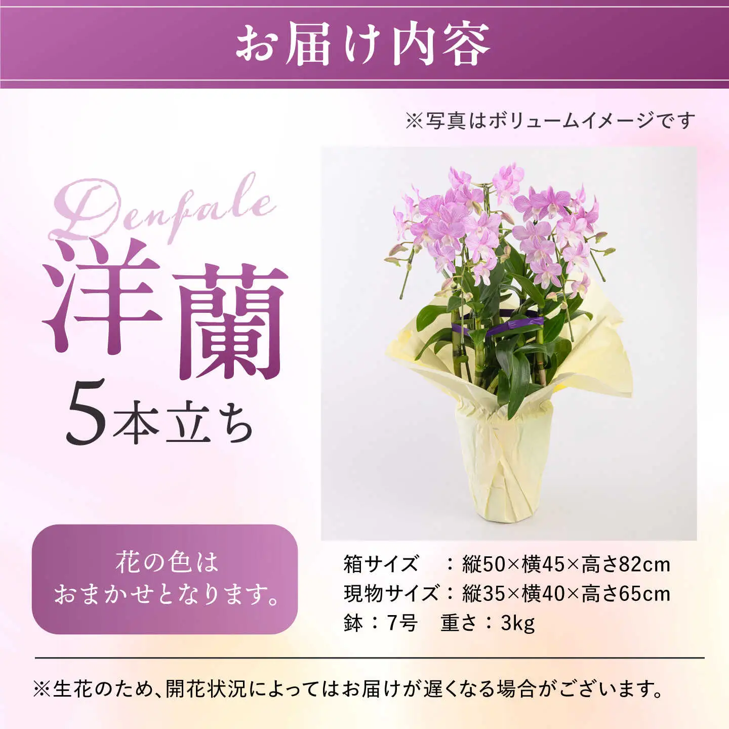 【お中元対象】【30セット 限定 】 デンファレ （ 洋蘭 ） 5本 立ち 《糸島》【和饗エコファーム株式会社】 蘭 洋蘭 デンファレ 花 インテリア お祝い 贈り物 [AVI003]