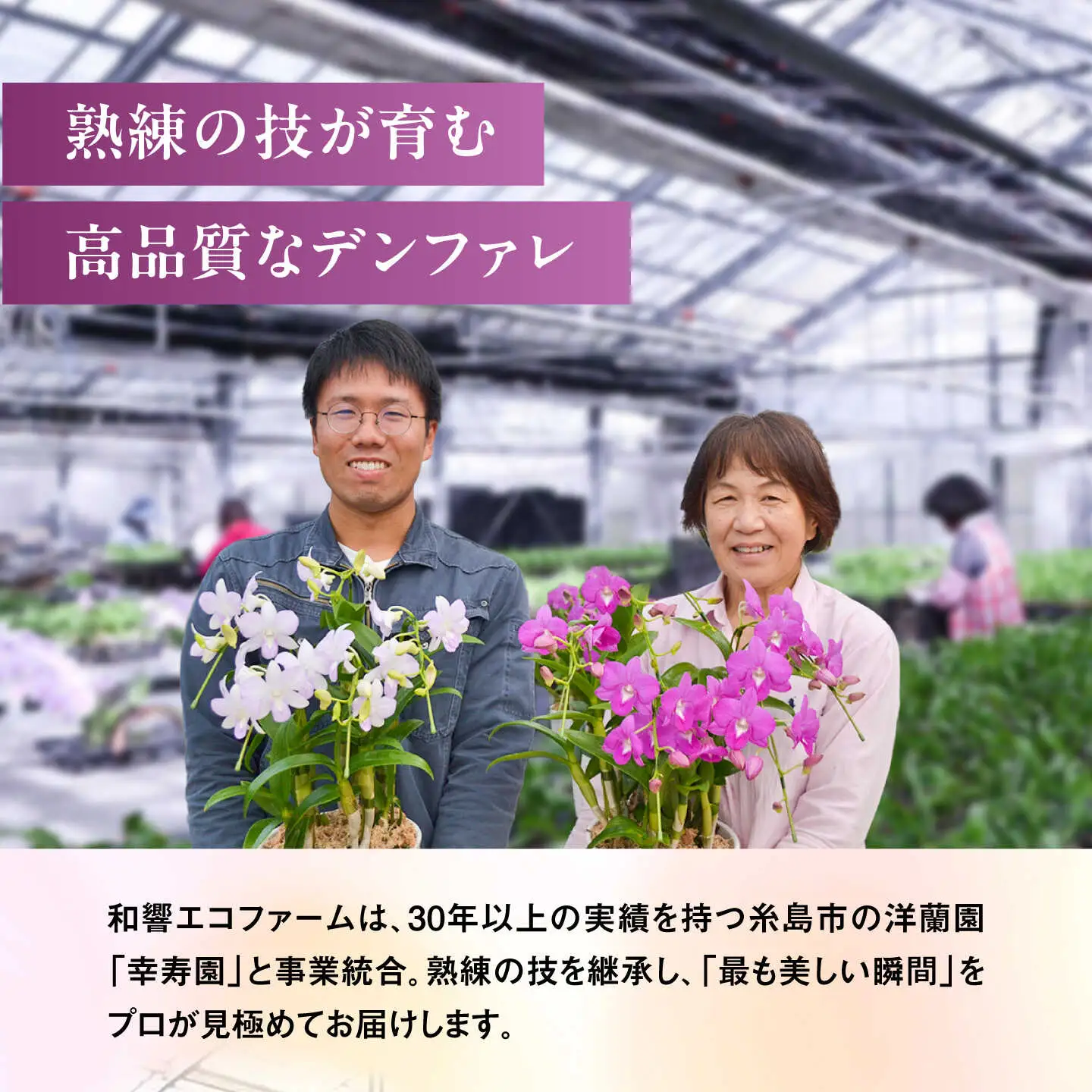 【10セット 限定 】 デンファレ （ 洋蘭 ） 10本 立ち 《糸島》【和饗エコファーム株式会社】 蘭 洋蘭 デンファレ 花 インテリア お祝い 贈り物 [AVI001]