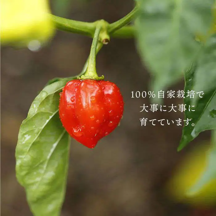 糸島 醗酵 ハバネロ （ 小 ・ 50g ） 《糸島》 【内場農園】 【いとしまごころ】 [AUC001]