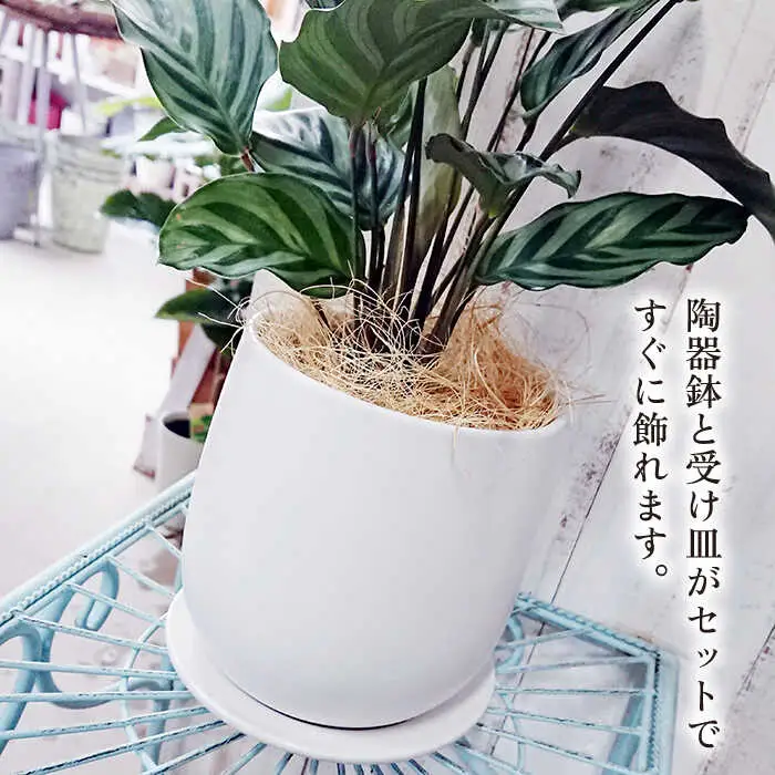 カラテア ・ フレディ 糸島市 / cocoha [AWB017] 観葉植物 グリーン インテリア 室内