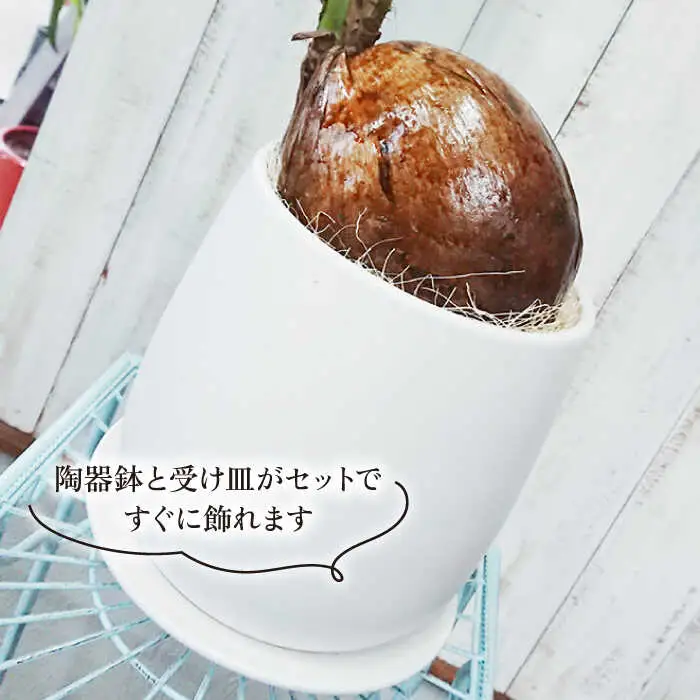 【お中元対象】ココヤシ 糸島市 / cocoha [AWB012] 観葉植物 グリーン インテリア