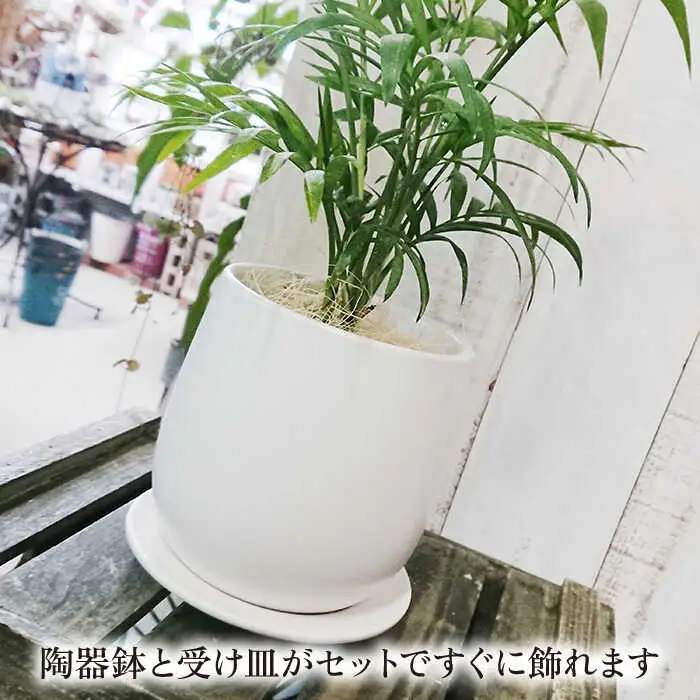 テーブル ヤシ  糸島市 / cocoha[AWB009] 観葉植物 グリーン インテリア