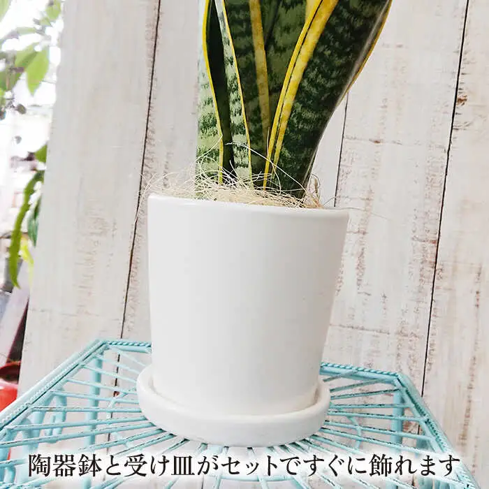 サンセベリア ・ ローレンチー  糸島市 / cocoha[AWB003] 観葉植物 グリーン