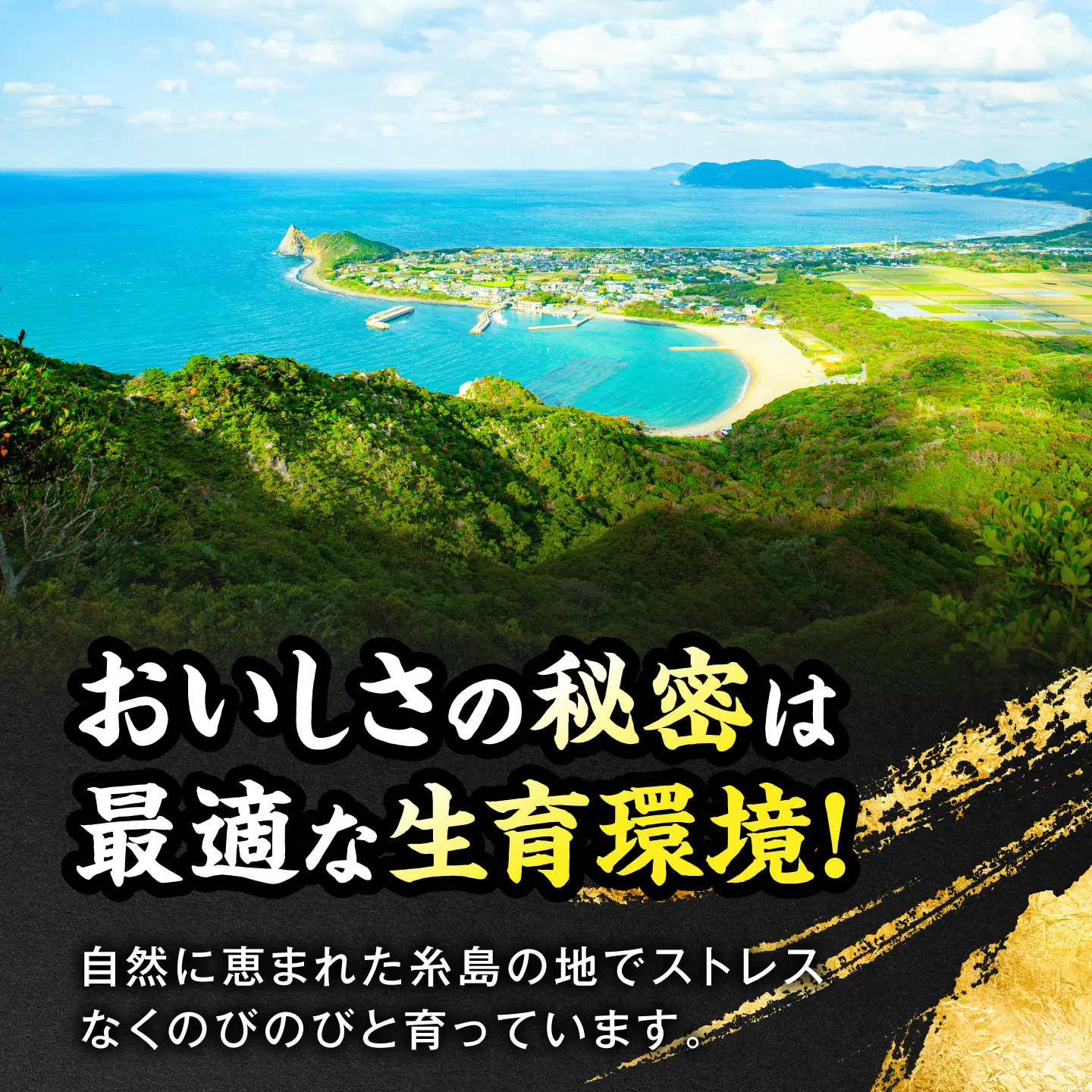 糸島和牛 すき焼き ロース スライス 伊都菜彩 [AED007]