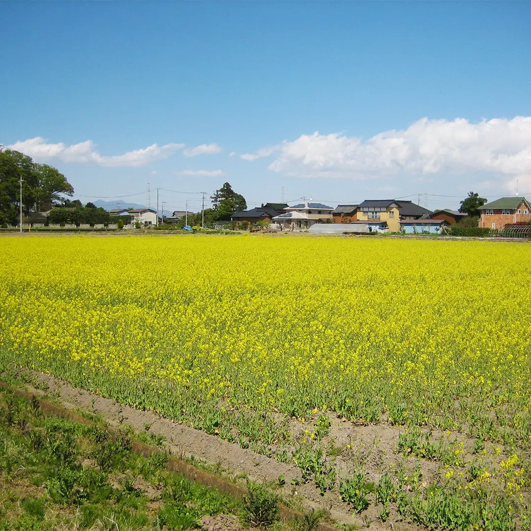 令和8年産 コシヒカリ ( 精米 5kg ) 特別栽培 菜の花米 「菜菜ちゃん」 米 茨城県産 お米 ごはん 減農薬 ブランド米