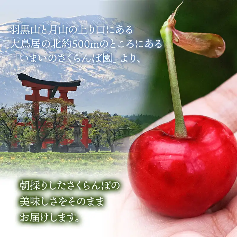 【令和9年産先行予約】こだわりのさくらんぼ「紅秀峰」(2Lサイズ以上)　バラ詰め 1kg（500g×2)　いまいのさくらんぼ園 K-969