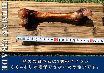 FB183_大型犬向け☆天然いのししの骨ガム6本【定期便】全12回
