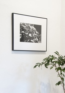 zushi art gallery森山大道写真作品「芍薬の花」（写真集『光と影』1982年より）