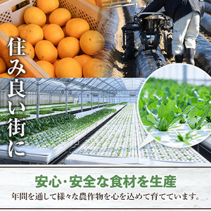 ＜定期便・全2回(6月・11月)＞あくね旬の野菜おまかせセット(5～8品目) 小松菜、レタス、青梗菜の3品目とその他野菜2品目以上を詰め合わせて全2回お届け！ ふるさと納税 阿久根市 特産品 野菜 お楽しみ さつまいも 芋【合同会社グッドフィールド】akn056-19