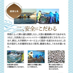 まるごと一本！大和ブリ 原魚約4kg N072-YC131
