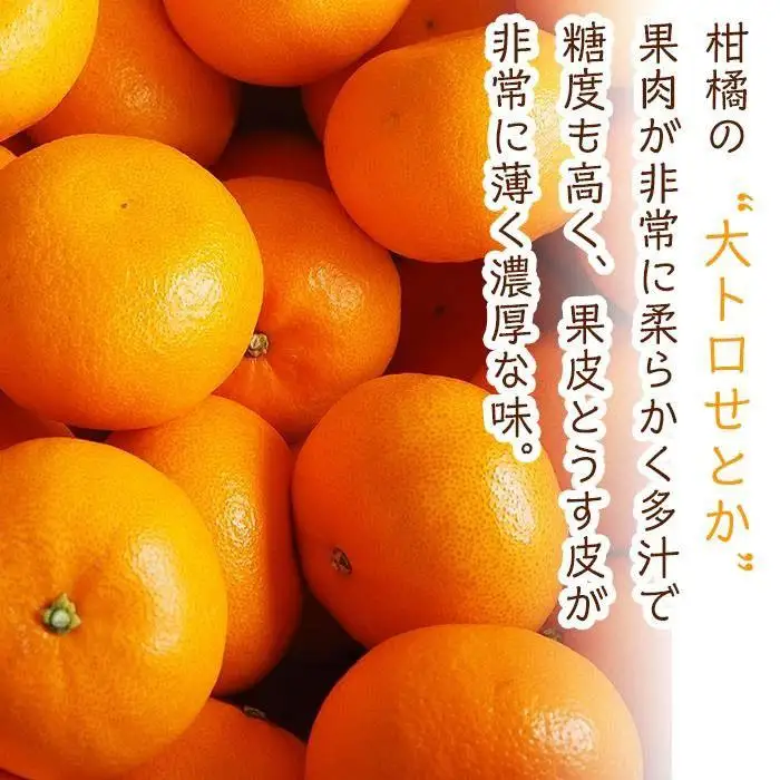 旬の柑橘詰め合わせ（約3kg）2027年3月上旬〜発送予定