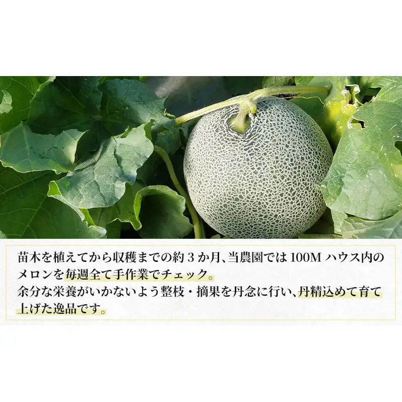 【2026年8月下旬より発送】北海道 富良野 メロン 赤肉 2玉 計約3.6kg メロン フルーツ 果物 新鮮 甘い 贈り物 ギフト 道産 ジューシー おやつ ふらの ブランド 夏  (吉田農園)