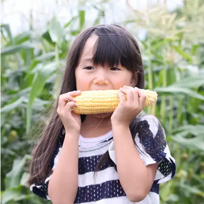 【2026年夏発送】北海道 富良野産 生で食べられる とうもろこし【恵味(めぐみ)】 10本 コーン