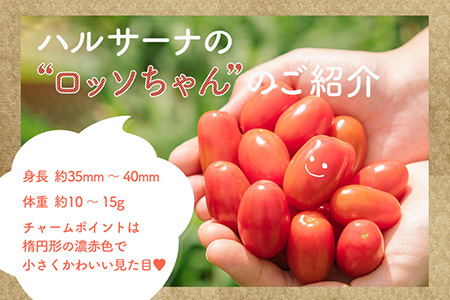 スナックみたいにパクパク食べられるミニトマト「ロッソナポリタン」　1.5kg