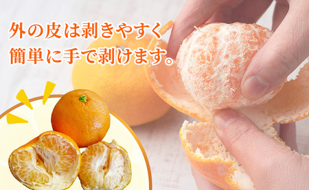 みかん はるみ A品 ちょいきず フルーツ 柑橘 みかん