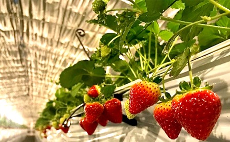 ブランドいちご　八ツまる 約200g×4パック