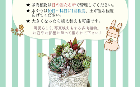 自家生産 多肉植物のオリジナル寄せ植え（約10種類） NOJ0001 | 愛媛県