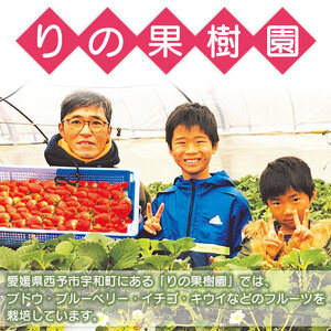 ＜ブランドいちご「紅い雫」40％入りの贅沢アイス（90ml×10個）＞※1か月以内に順次出荷します。 アイスクリーム あいすくりーむ ミルクアイス 果物 フルーツ イチゴ 苺 紅い雫  デザート スイーツ カップ りの果樹園 愛媛県 西予市 【冷凍】 URK0004