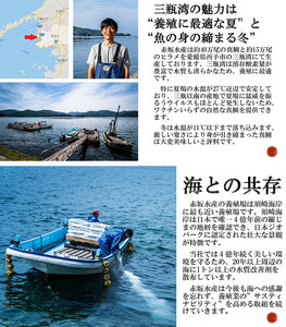 ＜白寿 真鯛 約400g と秘伝のタレ＞『7月下旬より順次出荷予定』 まだい マダイ タイ たい 養殖 魚介 お魚 海鮮 鯛めし お刺し身 切り身 骨抜き 骨なし 皮なし お祝い 御祝い 赤坂水産 寿司 和泉屋 愛媛県 西予市【冷蔵】 MSI0001