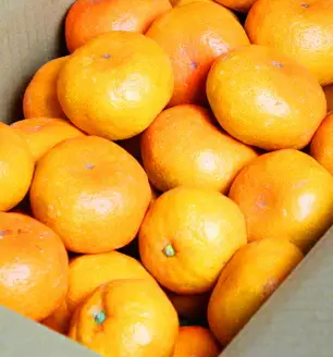 【先行予約受付　有田ミカン】紀州有田産　濃厚完熟温州みかん　3kg（ＭサイズまたはＳサイズ）※2026年11月下旬～2027年1月下旬頃に順次発送予定【uot713】