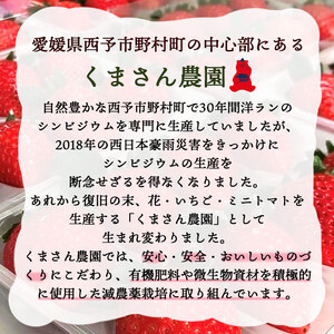 くまさん農園 愛媛のブランドいちご 完熟「紅い雫」（４パック） NFK0002