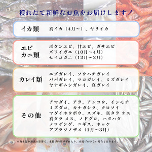 にかほ市の漁師厳選！秋田沖の旬のお魚パック！（Mサイズ・3～4人前） 魚介類 直送 新鮮 詰め合わせ 