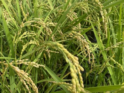 【令和8年産予約】大自然で育てた「コシヒカリ」10kg(5kg x 2) 白米 100％単一原料米 産地直送米 贈答 おいしい お米 精米 コシヒカリ ブランドコシヒカリ おこめ 健康 ギフト 内祝い 贈り物 送料無料 おすすめコシヒカリ 人気 口コミ [CB01]