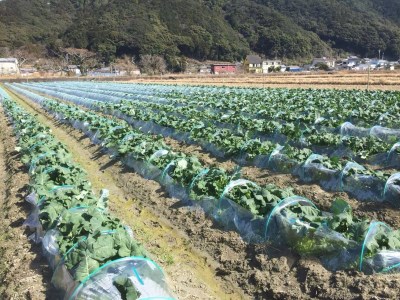 朝採り！土佐の春ブロッコリー（大玉6個）春野菜 ブロッコリー やさい 栄養 健康 ビタミンC おいしい 美味しい レシピ付き おかず お弁当 サラダ 料理 ギフト 贈答 国産【R00133】