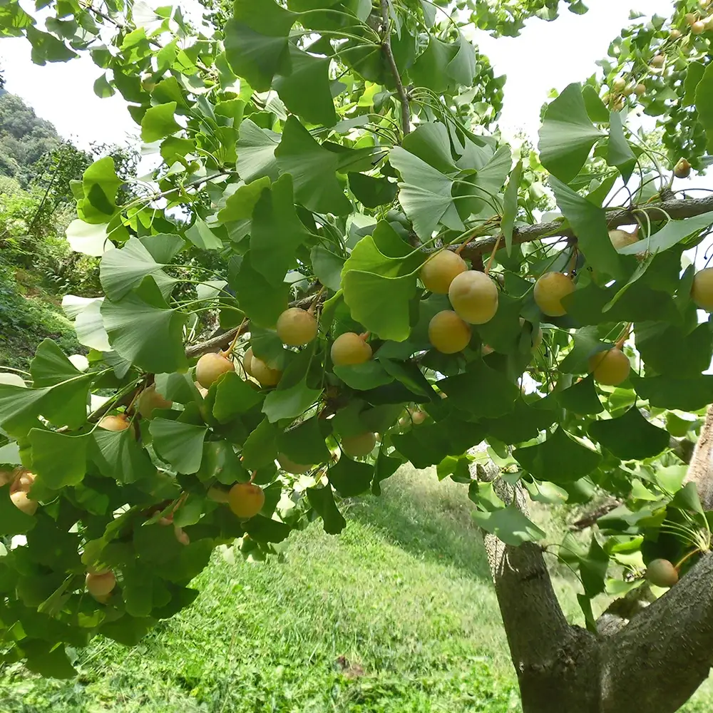 《先行予約》2026年 山形県産 グリーン銀杏 むき実 L 約700g(100g×7) 2026年9月中旬から順次発送 銀杏 ぎんなん おつまみ 秋 野菜 期間限定 F20A-734
