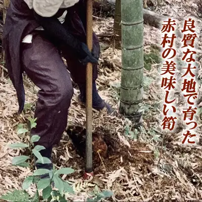 【数量限定】赤村産　朝掘り皮つき竹の子　約3kg S1