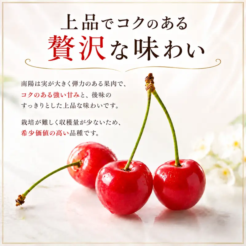 さくらんぼ 600g 南陽 Lサイズ以上 サクランボ
