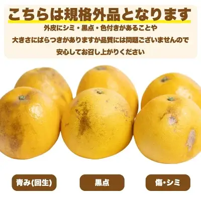 【先行予約:2027年4月下旬～順次発送】訳あり 愛南ゴールド 10kg  河内晩柑 愛南ゴールド愛南フルーツ 愛媛県 愛南町