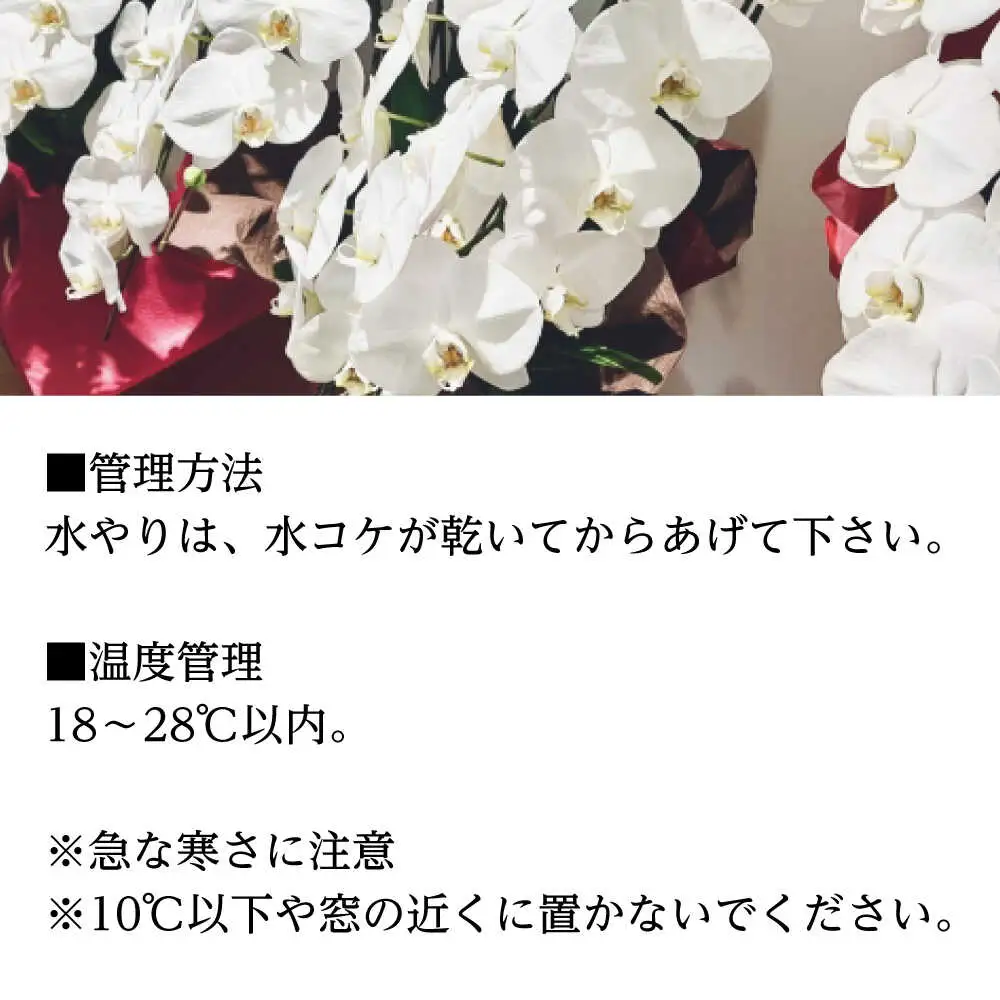 胡蝶蘭 1鉢【1本立ち4.5寸胡蝶蘭】 [BDAB004]