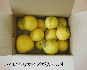 【訳あり】 河内晩柑 愛南ゴールド 5kg 河内晩柑