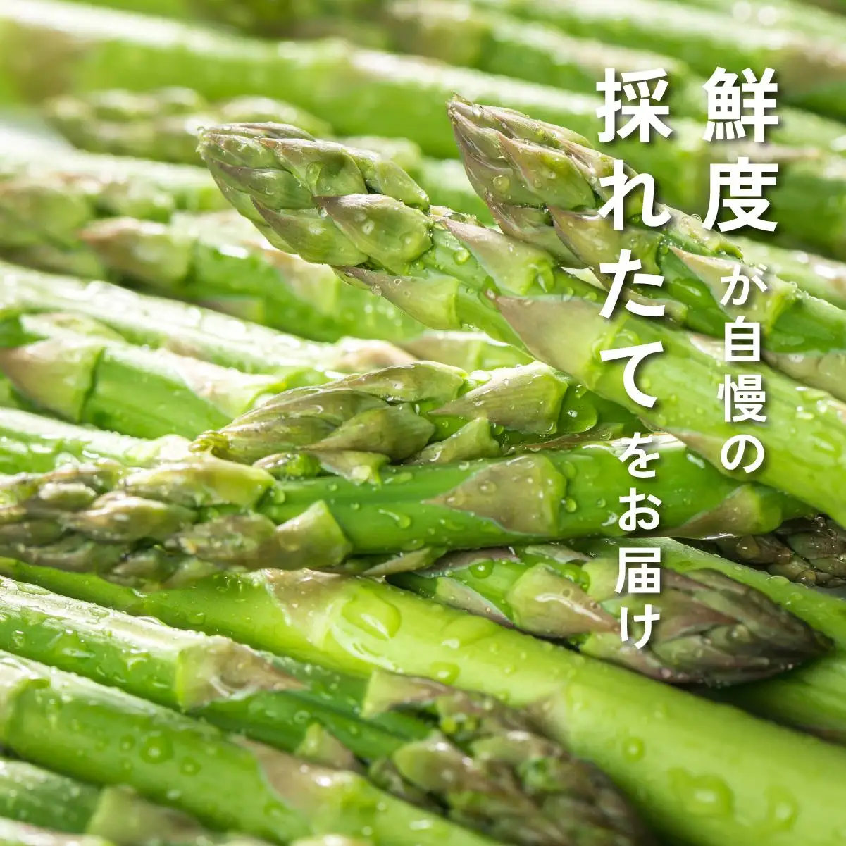 【 2027年発送 】 先行予約 生産者 直送 グリーン アスパラ 約 2kg M-L サイズ 新鮮 朝採り 野菜 あすぱら 木須農園 北海道 伊達市