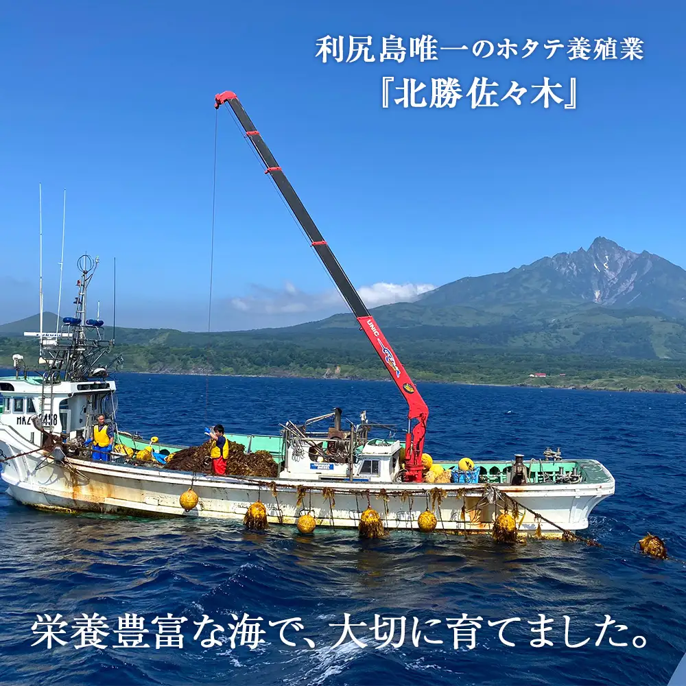 活ホタテ6kg！~2026年10月発送~北海道利尻島から直送！【北勝佐々木】
