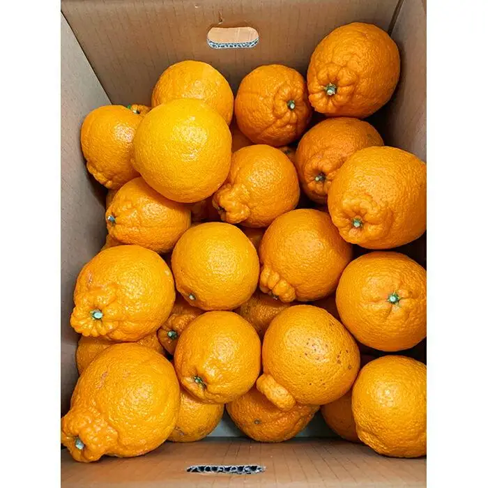 ［ご家庭用訳有り］紀州有田産不知火(しらぬひ) 約8.5kg［2027年2月中旬以降発送］［先行予約］［UT41］