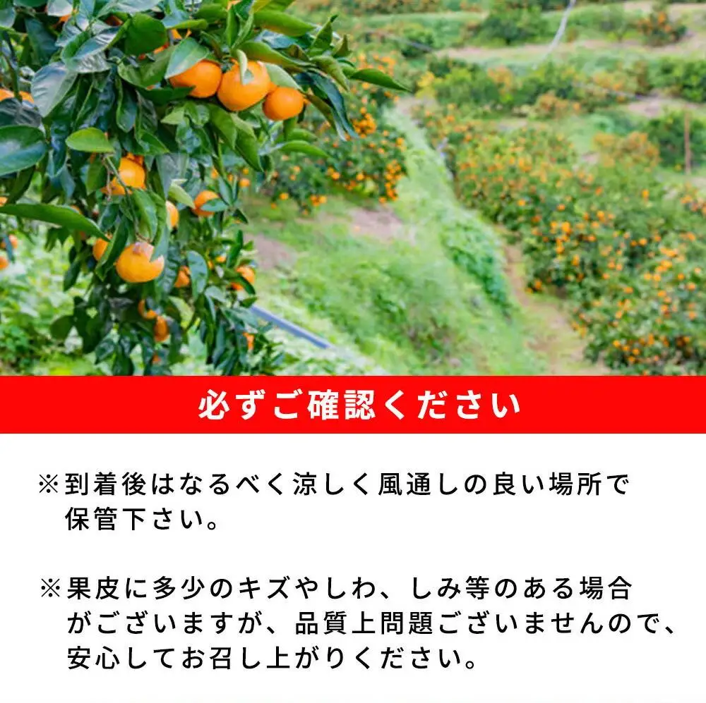 紀州和歌山有田産ゆら早生みかん　5kg［2026年発送］［UT34］