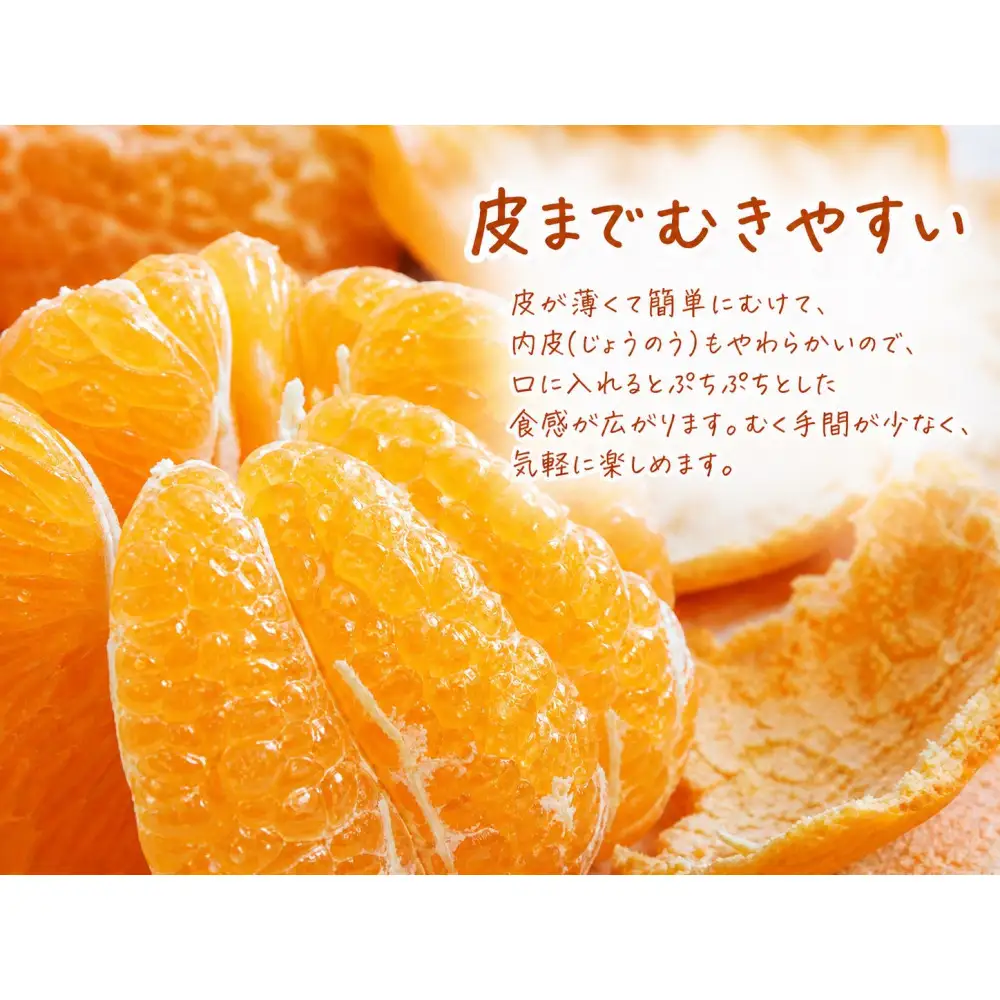 果肉ぷりぷり!完熟はるみ　５ｋｇ［2027年2月上旬頃～2027年2月下旬頃に順次発送］［UT22］