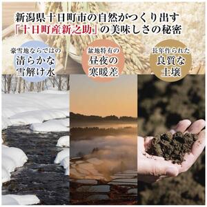 令和7年産 魚沼産 新之助 5kg×2 米 お米 コメ プレミアム米 新潟 魚沼 魚沼産 白米 送料無料 新潟県産 精米 産直 産地直送 契約農家 お取り寄せ 魚沼三昧 川治米店 新潟県 十日町市 大粒 甘み 