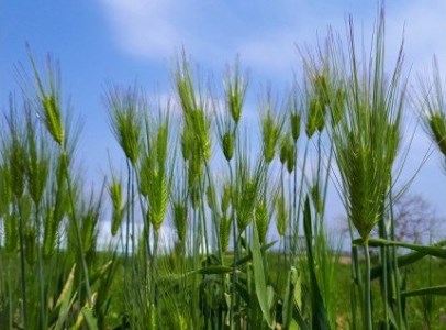 大麦ストロー「すとろーている」、ケース入り桃色　天然素材 エコ ストロー 大麦 すとろーている 20本 ケース入り 選べる 栽培期間中農薬不使用 SDGs 土に還る 脱プラ 脱プラスチック インテリア おしゃれ 環境保全 人気 自然 CC-0002_2
