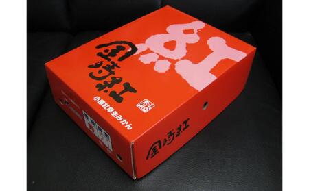 小原紅早生みかん 金時紅 約2.5kg 化粧箱入 【11月下旬頃～発送】