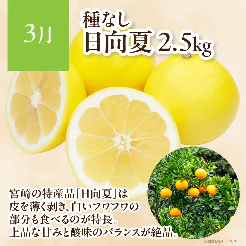 【4ヶ月定期便】 JA綾町 いつでもフルーツ定期便 《きんかん／日向夏／マンゴー／ライチ》 果物 フルーツ くだもの 柑橘 完熟きんかんたまたま 種なし 完熟マンゴー おすすめ おすそ分け おやつ スイーツ デザート 常温 産地直送 宮崎県 綾町 送料無料【JA綾町】_A0114-2621