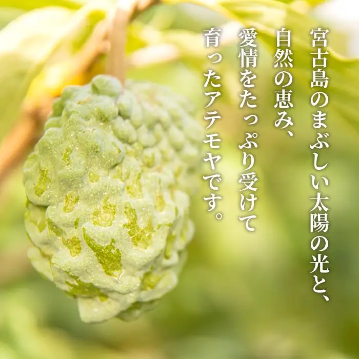 【2027年発送】宮古島産アテモヤ約1kg（２～６個入り）（CV07）