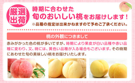 【2027年先行予約】秀品 和歌山の桃 約4kg
